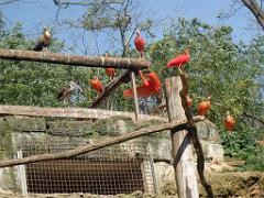 149 BIO PARC DE DOUE LA FONTAINE 5- 2016_000056
